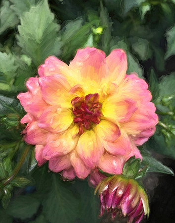 Dahlia Impression