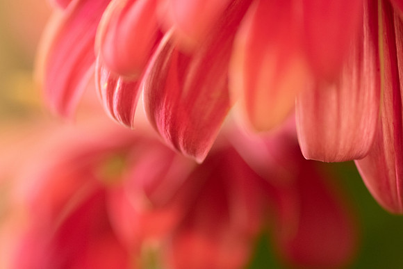 Flower Power