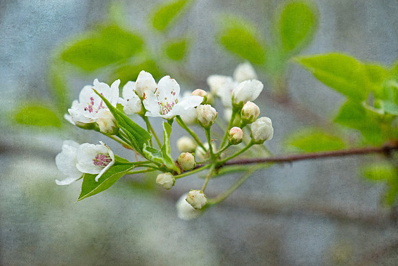 "As I grew older, I realized that it was much better to insist on the genuine forms of nature, for simplicity is the greatest adornment of art." ~Albrecht Durer