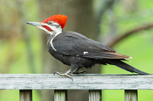 Pileated Woodpecker