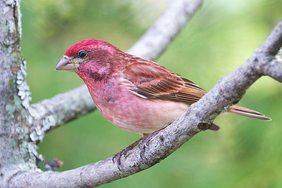 Purple finch, male