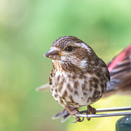 Purple Finch (F)
