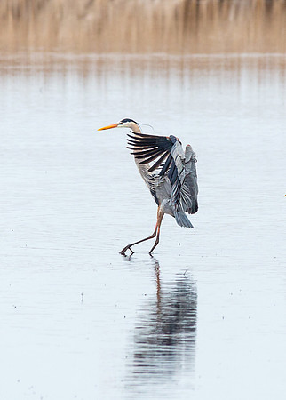 Great Blue Heron ballet - Montezuma National Wildlife refuge 4/11/19