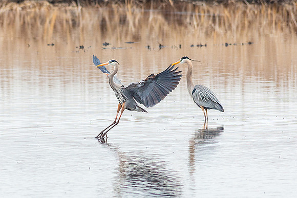 coming in for a landing