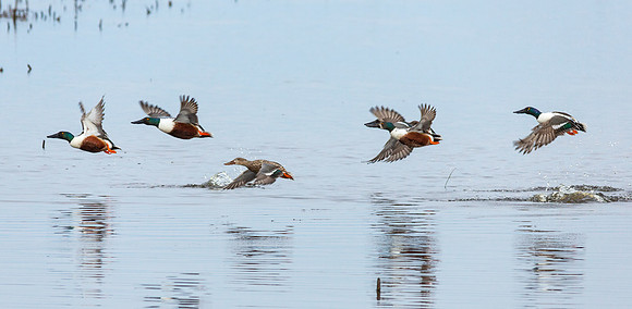 northern shovelers