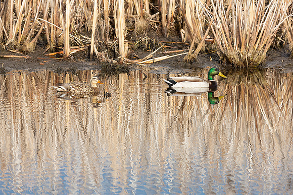 Mallards
