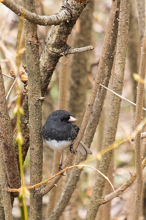 dark eyed junco