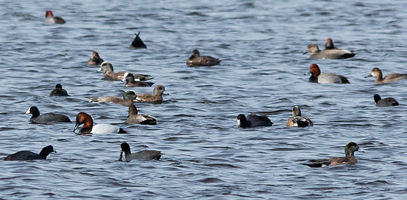 Canvasbacks, widgeons, coots and redheads  - Montezuma 3/24/19