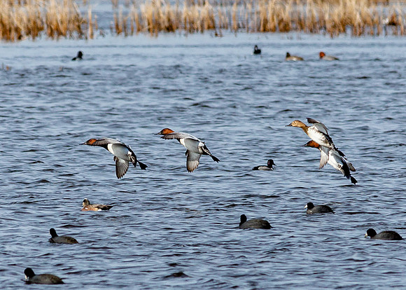 Canvasback ducks in flight Montezuma