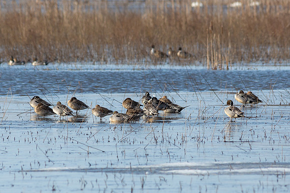Northern Pintail ducks Montezuma