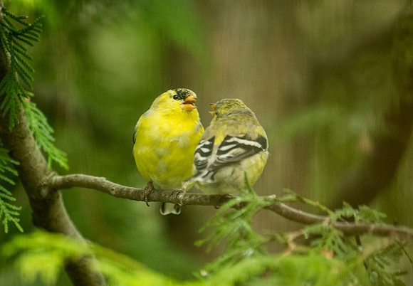 love birds