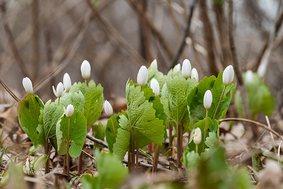 Blood Root