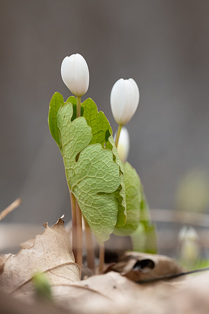 Blood root