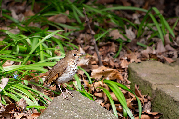 Hermit Thrush