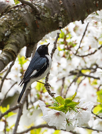 Black throated blue warbler!  My first sighting ever!