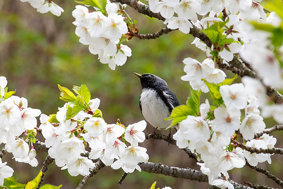Black throated blue warbler!