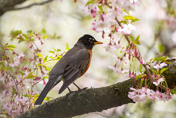 American Robin in a cherry tree