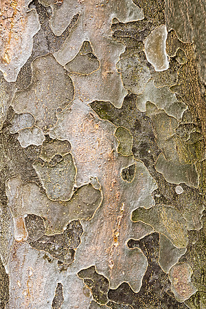 Persian Ironwood Bark