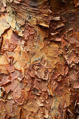 Paperbark Maple
