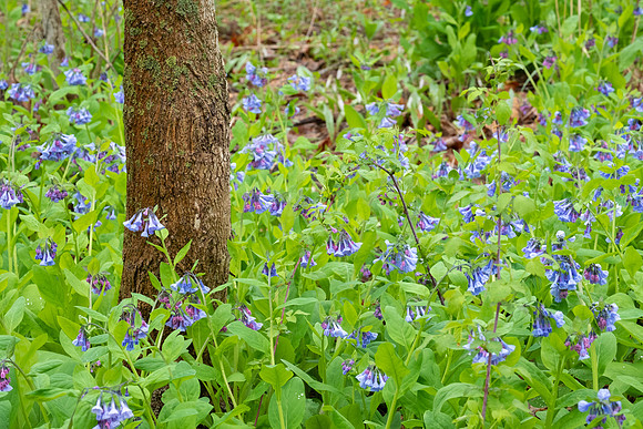 Mertensia Park