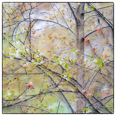 Spring Fantasy