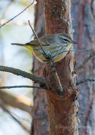 female Cape May Warbler