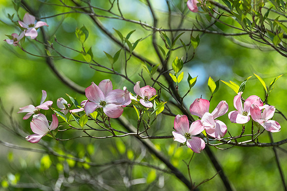 light dancing with dogwoods
