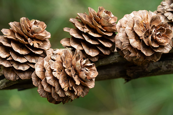 close up cones