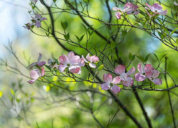 "Let me keep my mind on what matters, which is my work, which is mostly standing still and learning to be astonished."
