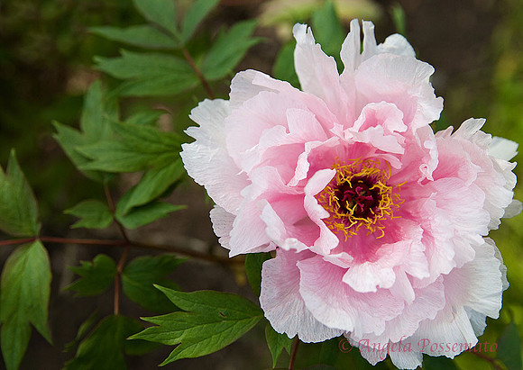 Peony at Linwood Garden