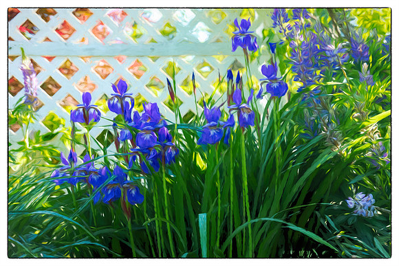 Otto's Irises