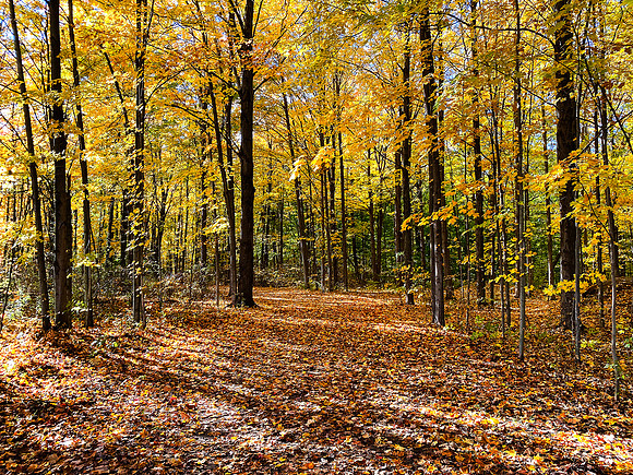 In a Yellow Wood