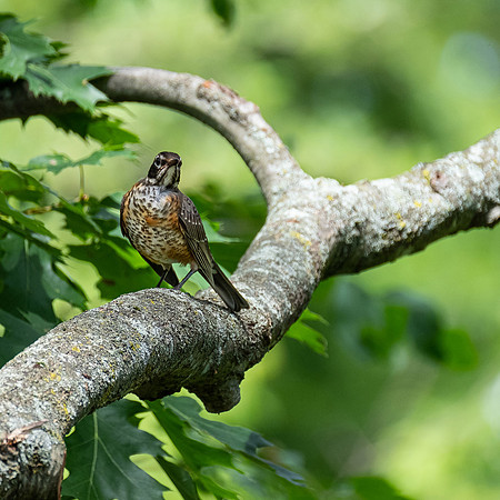 Juvenile Robin