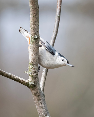White-breasted Nuthatch