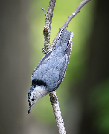 White-breasted Nuthatch