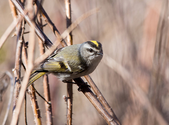 Golden-crowned Kinglet 4/18/16