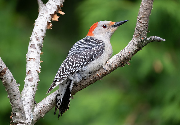 Red-bellied Woodpecker (female)