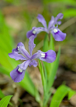 Crested Dwarf Iris