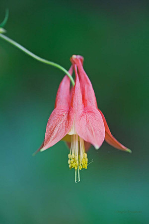 columbine