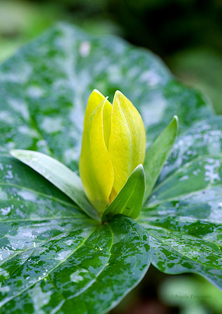 yellow trillium