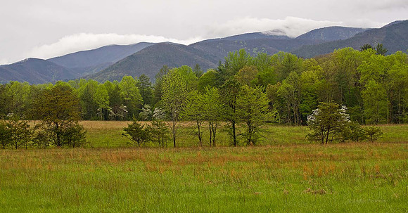 Cade's Cove