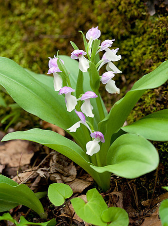 teeny, tiny orchids