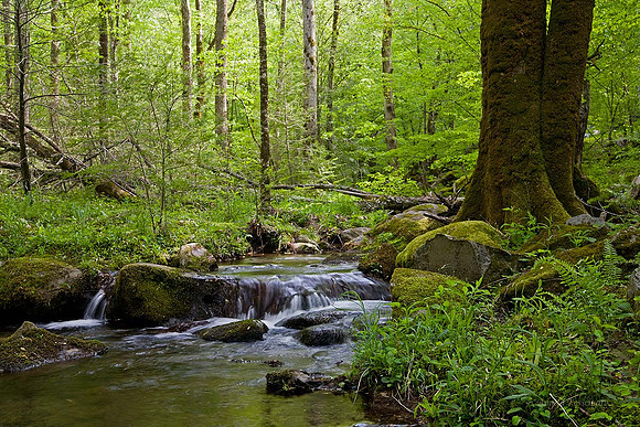Middle prong of the Little River near Tremont