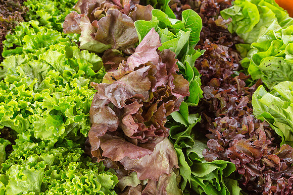 lettuce be friends