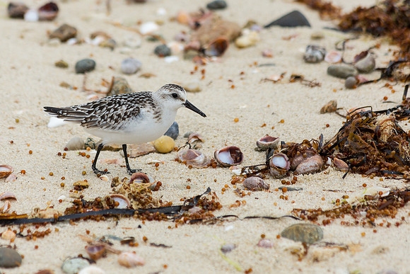 sanderling looking for breakfast