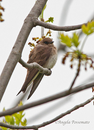 rough-winged swallow
