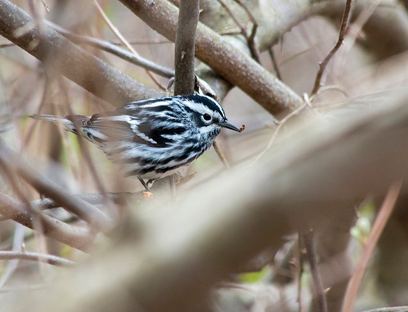 a black and white warbler - my first!