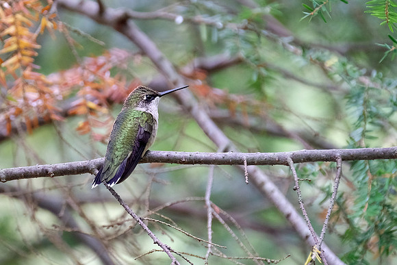 Ruby Throated Hummingbird, female