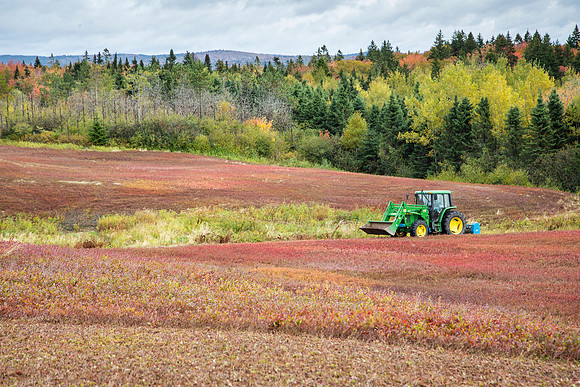 mowing the blueberry fields