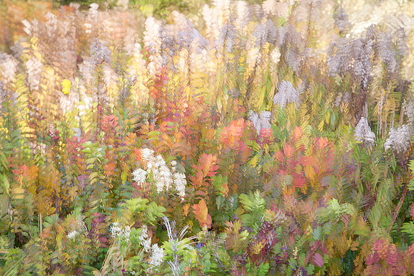 fall flowers